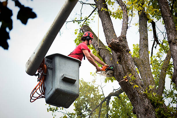 How Our Tree Care Process Works  in Churchill, PA